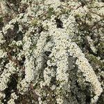 Spiraea nipponica Celota