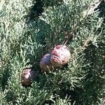 Cupressus sempervirens Fruit