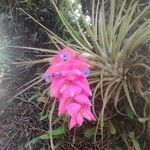 Tillandsia stricta Flower