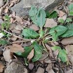 Taraxacum obovatum Blad