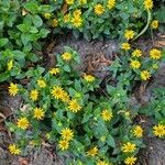 Sanvitalia procumbens Fula