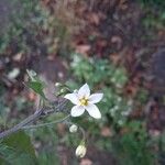 Solanum nigrum Blad