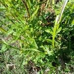 Tanacetum vulgare 葉