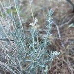 Teucrium dunense Hoja