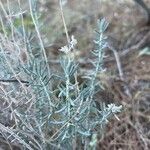 Teucrium dunense Fulla