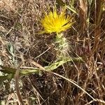 Centaurea sulphurea花