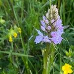 Dactylorhiza fuchsiiFlower