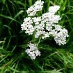 Achillea millefoliumFiore