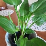 Philodendron martianumLeaf