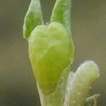 Euphrasia salisburgensis Frutto