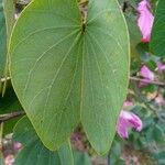 Bauhinia purpurea पत्ता