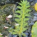 Myriophyllum verticillatum पत्ता