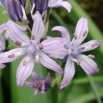 Hyacinthoides italica Flor