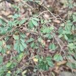 Erythroxylum hypericifolium 葉