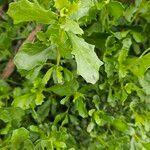 Baccharis pilularis Blad