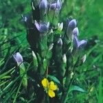 Gentianella campestris Облик