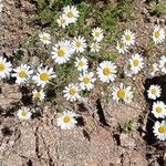 Leucanthemum monspeliense Blomma