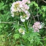 Valeriana officinalisKvět