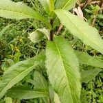 Guizotia abyssinica Blatt