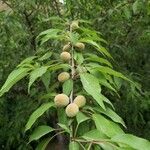 Prunus davidiana Fulla