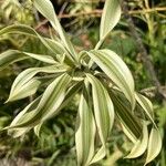 Dracaena angustifolia Deilen