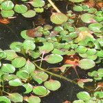 Ludwigia peploides Habit