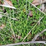 Selaginella denticulata Deilen