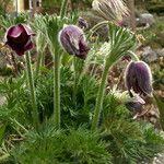 Pulsatilla vulgaris Habit