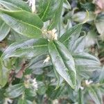 Sarcococca orientalis List