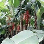 Heliconia rostrataFlor