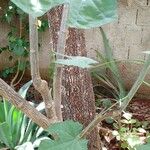 Cnidoscolus aconitifolius Rinde