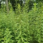 Solidago gigantea Habitus