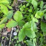 Fragaria virginiana Blatt