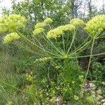 Seseli peucedanoides Flor