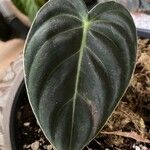 Philodendron melanochrysum Φύλλο