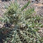 Cirsium echinatum その他の提案