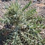 Cirsium echinatum Otro