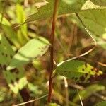 Solidago uliginosa Natur