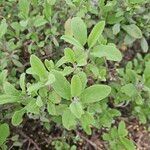 Salvia fruticosa Blatt