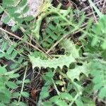 Biserrula pelecinus Leaf