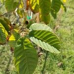 Annona cherimola Leaf