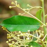 Dichostemma glaucescens Leaf