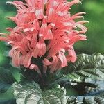 Justicia carnea Õis