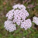 Achillea × roseoalba 花