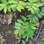 Maianthemum racemosum Агульны выгляд