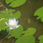 Nymphaea elegans Habitus