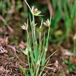 Juncus capitatus Hábito
