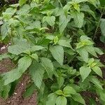 Boehmeria cylindrica Листок