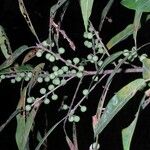 Ficus donnell-smithii Ostatní