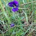 Viola lutea 花